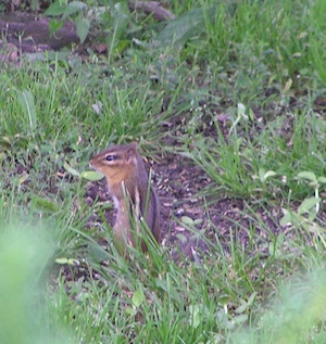 Chipmunk Elmwood IL